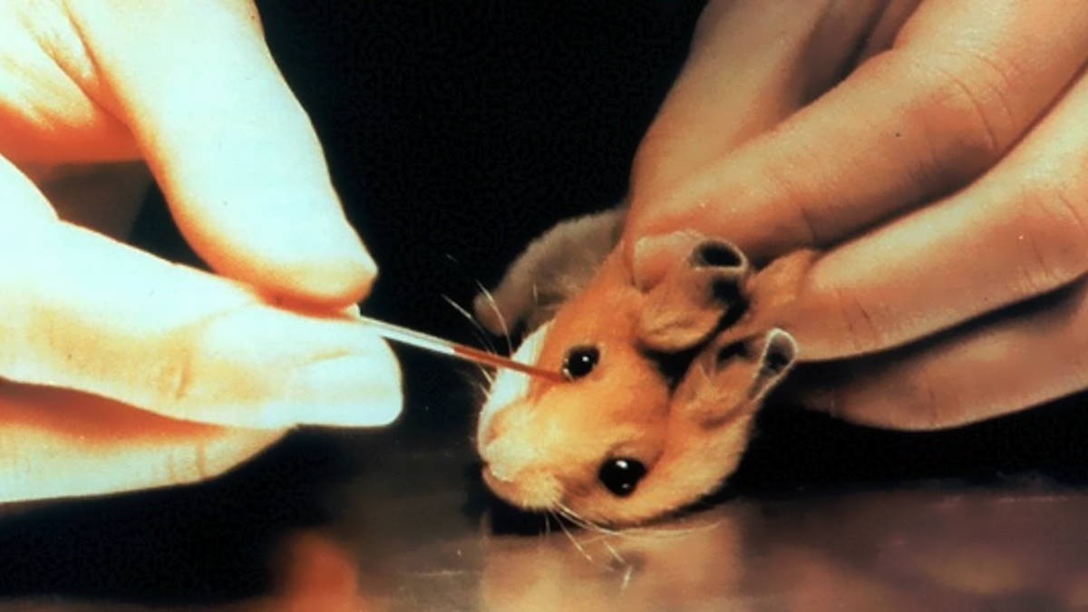 Fermiamo una volta per tutte i test dei cosmetici sugli animali