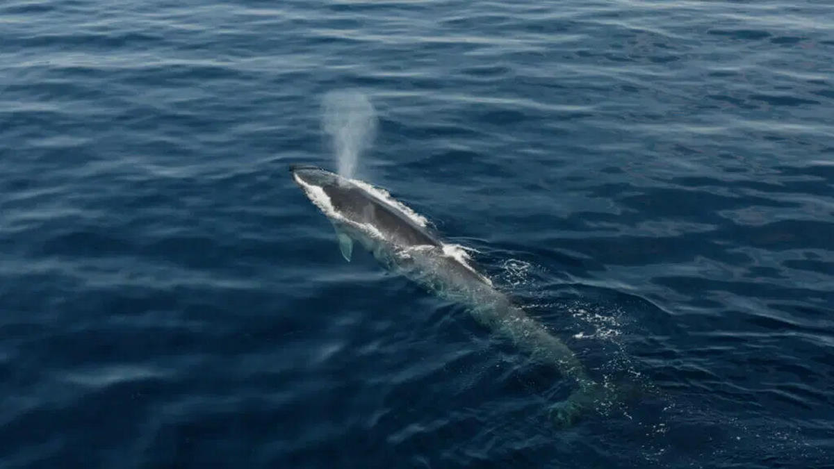 WWF: nel mondo circa 300mila cetacei vittime ogni anno del bycatch. Anche nel Mediterraneo la megafauna marina è a rischio