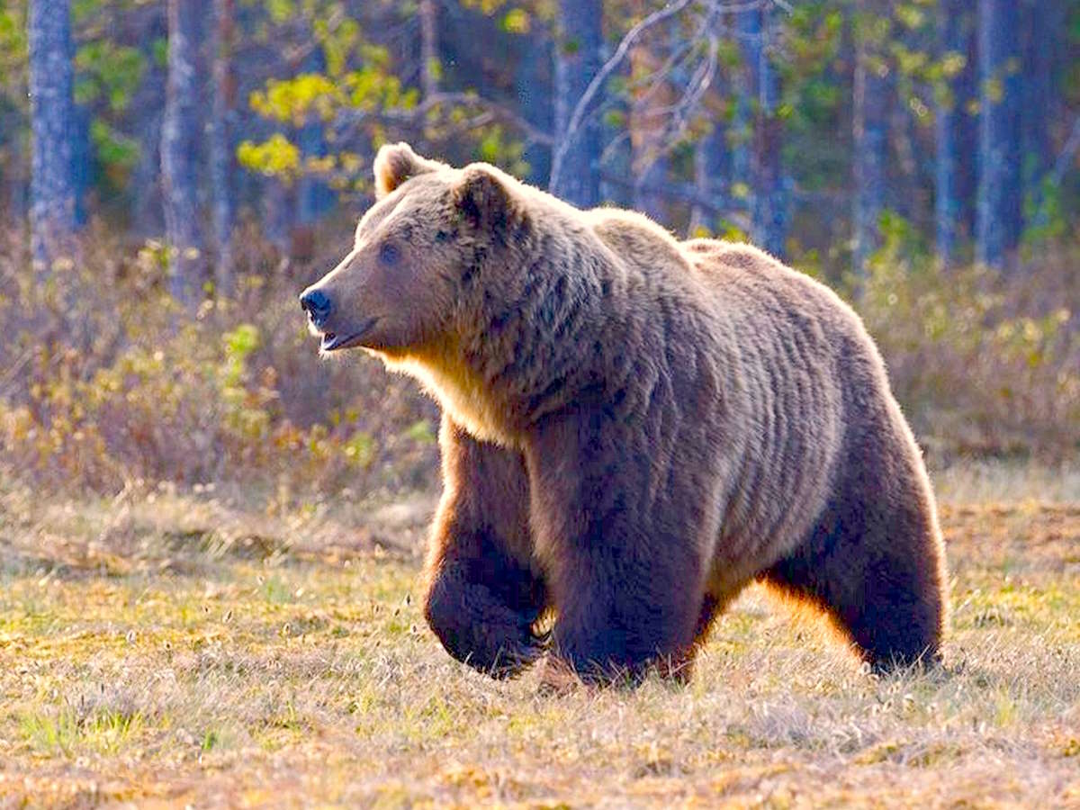 Gli orsi in Trentino: dal Pnalm la riprova delle colpevoli mancanze di Fugatti e dei suoi predecessori