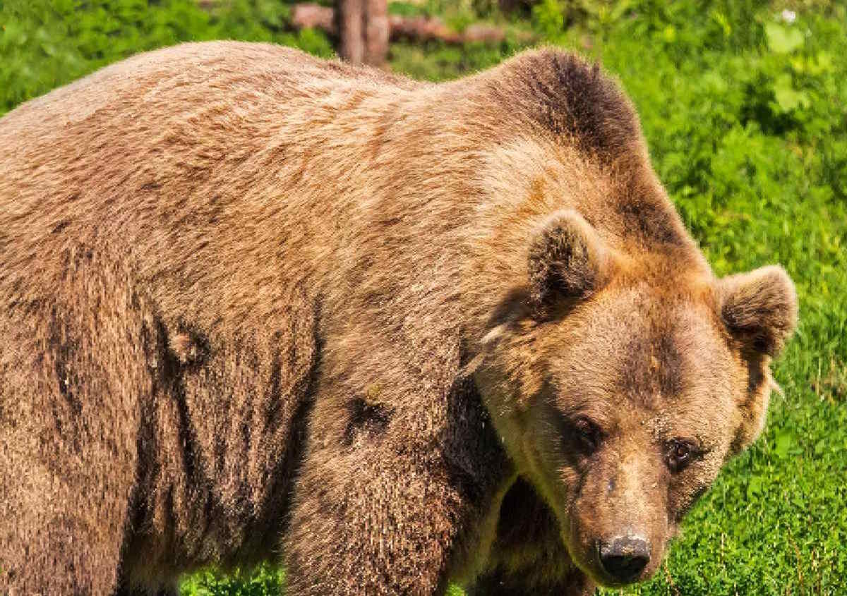 Oipa: la morte dell'orso M62 potrebbe esser stata causata da un episodio di bracconaggio
