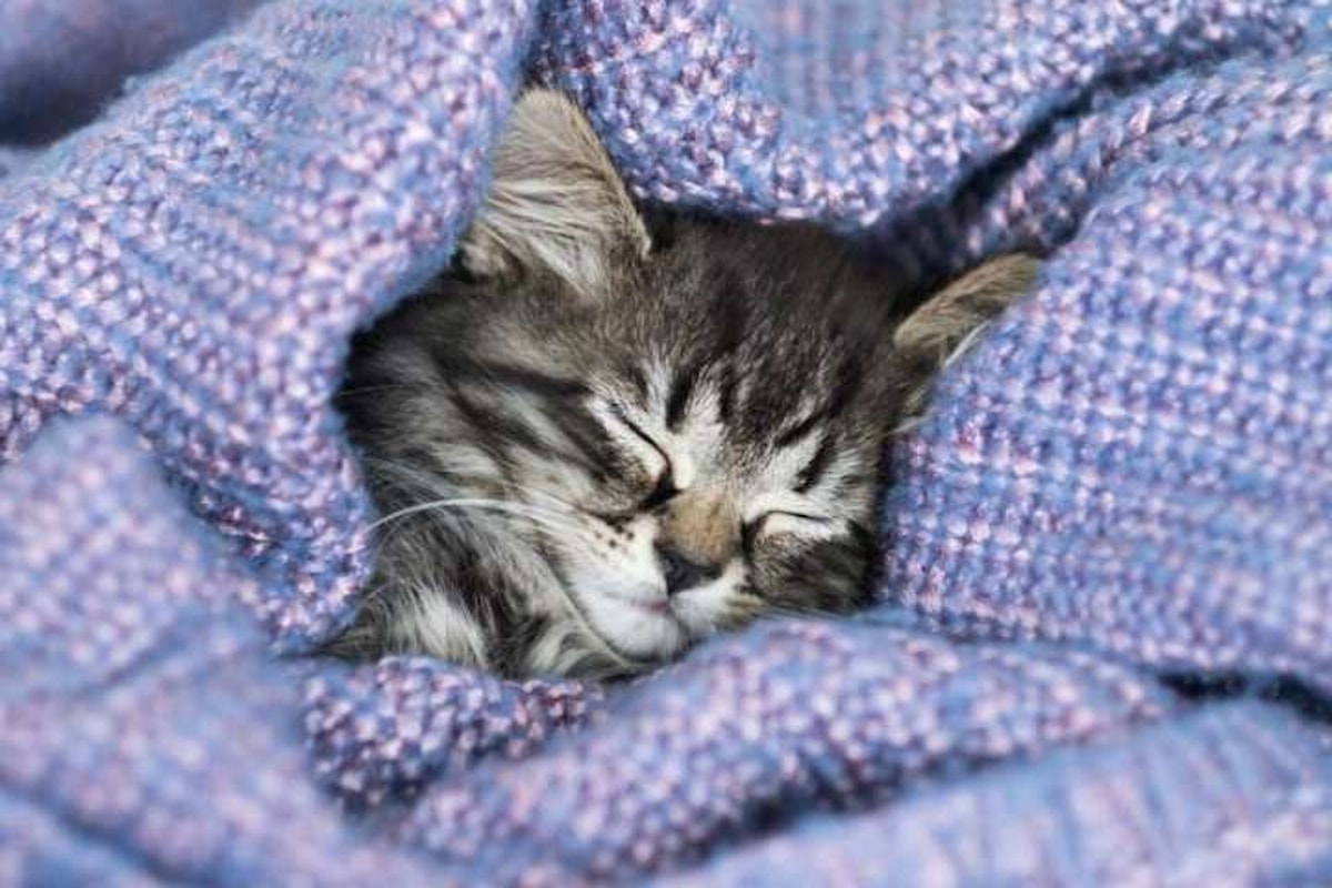 Il gatto e il mistero del sonno: svelati i segreti del suo riposo