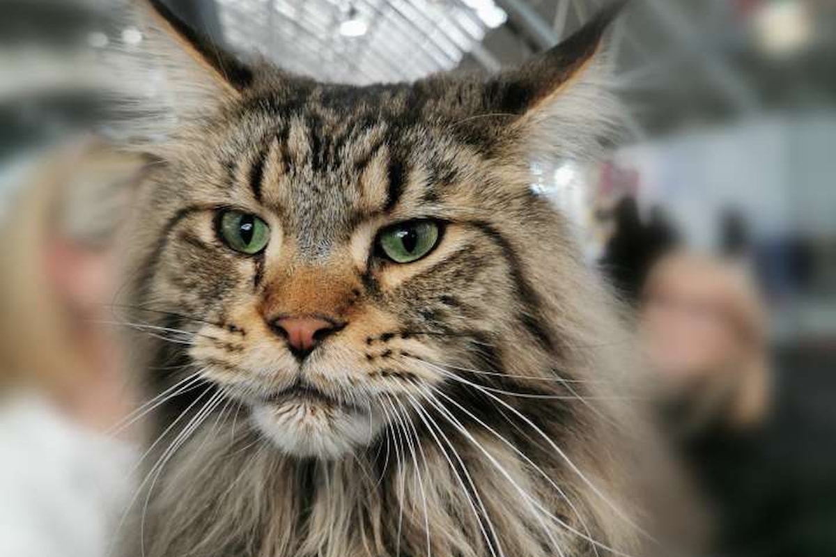 Milano Cat Show 2024: Grande partecipazione di famiglie e bambini al Parco Esposizioni Novegro