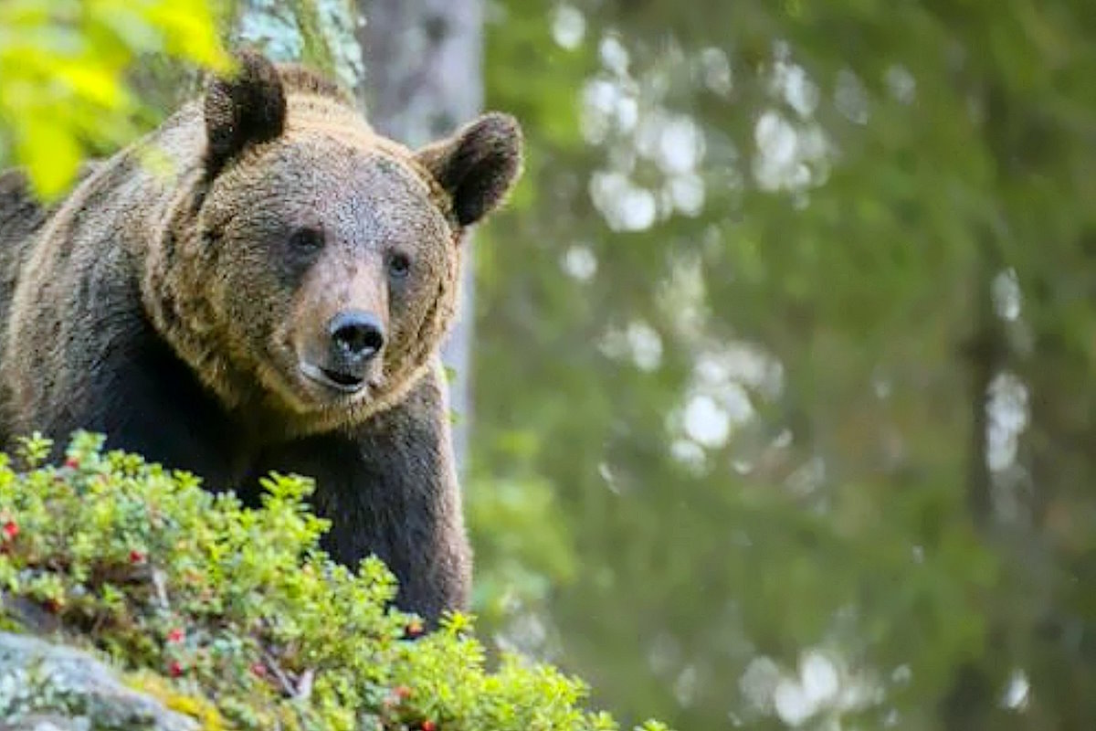 Nuova sberla del TAR di Trento a sparatutto Fugatti: sospesa anche la seconda ordinanza per l'abbattimento dell'orsa KJ1