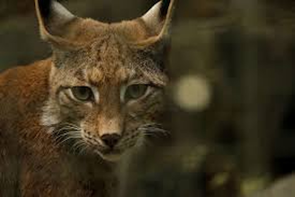 Predatori