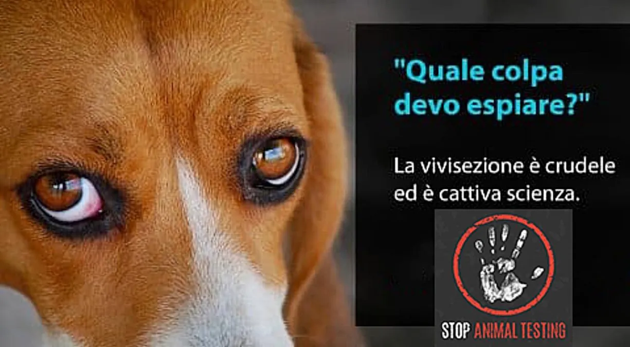 La vivisezione: una pratica barbara che dobbiamo condannare