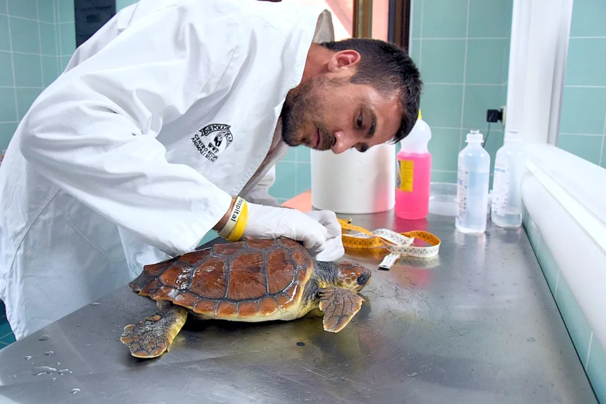 L'8 Giugno è la Giornata Mondiale degli Oceani: al via GenerAzione Mare, la campagna WWF per difendere il Mediterraneo
