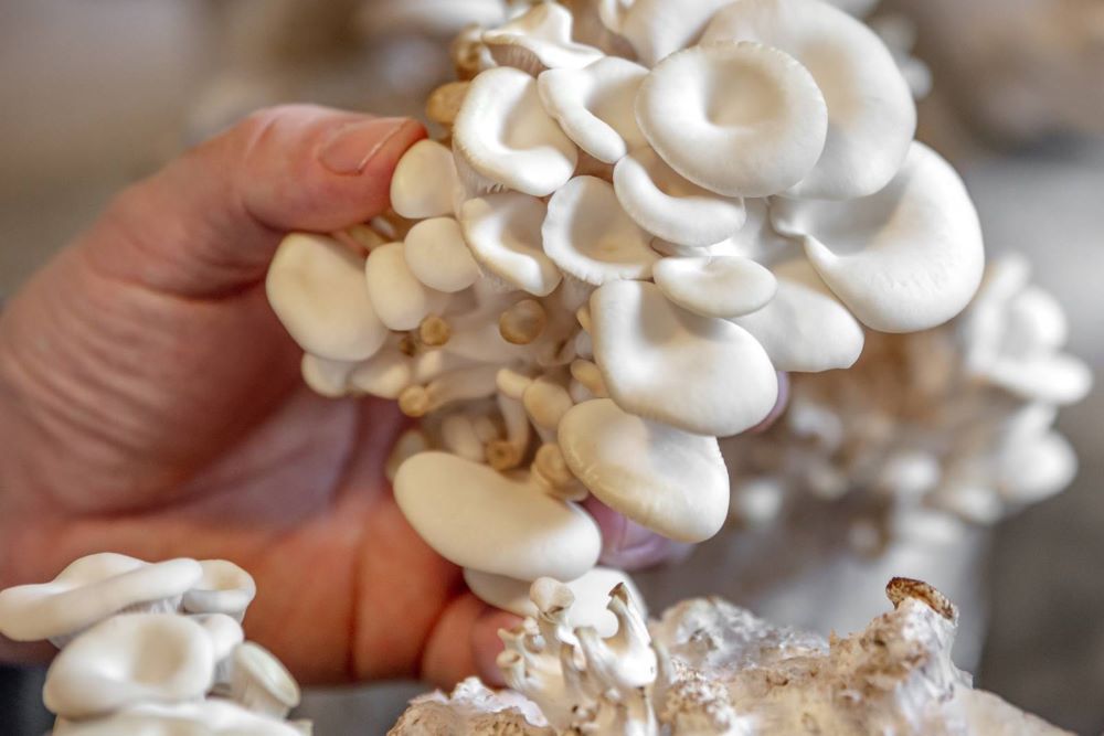 I 5 motivi per iniziare a coltivare funghi anche se non hai il pollice verde