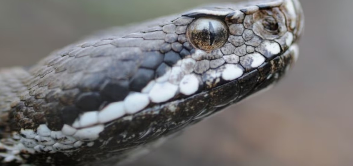 Morso di vipera: sicuro che ce l'hanno raccontata giusta?