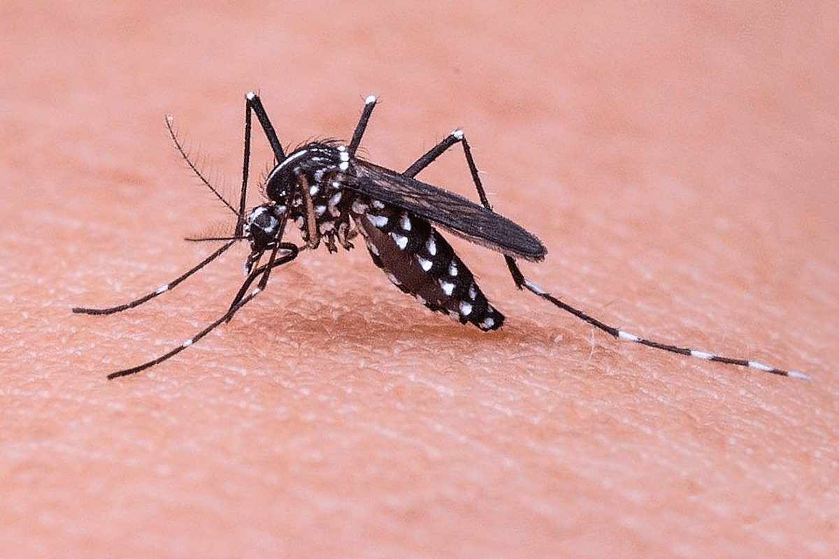 Virus West Nile: quarta vittima in Campania. Altri casi gravi in Sardegna e Lombardia