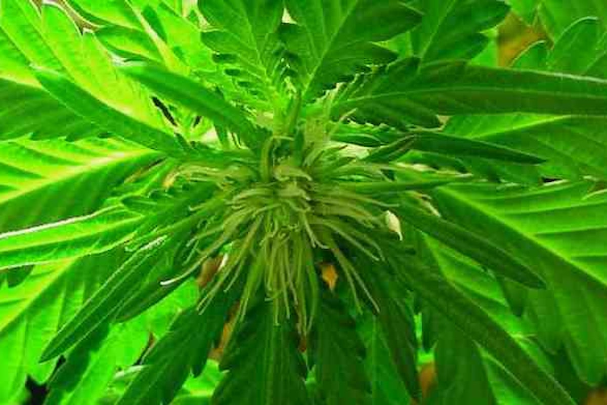 Cannabis, Radicali ed Associazione Luca Coscioni presentano una legge per legalizzarne l'uso