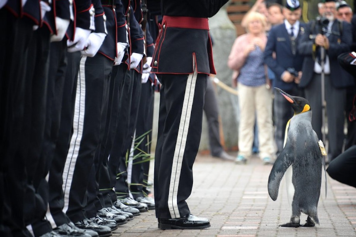 Il pinguino Nils Olav premiato Brigadiere delle forze armate norvegesi