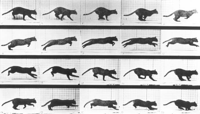 La fotografia in movimento di Eadweard Muybridge in mostra ad Acireale fino al 19 febbraio 2017