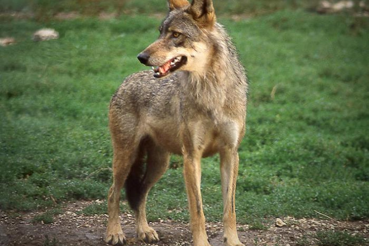 Il WWF Italia contro la Regione Toscana che vuole abbattere i lupi