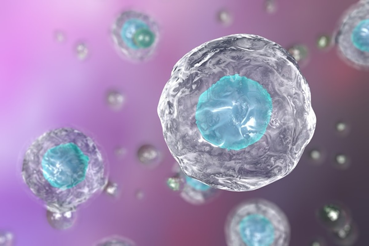 Quanti tipi di cellule staminali ci sono?