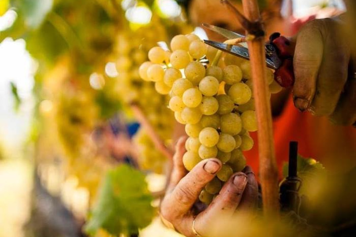 Mentre in Franciacorta inizia la vendemmia 2017, Coldiretti brinda all'esportazione del vino italiano