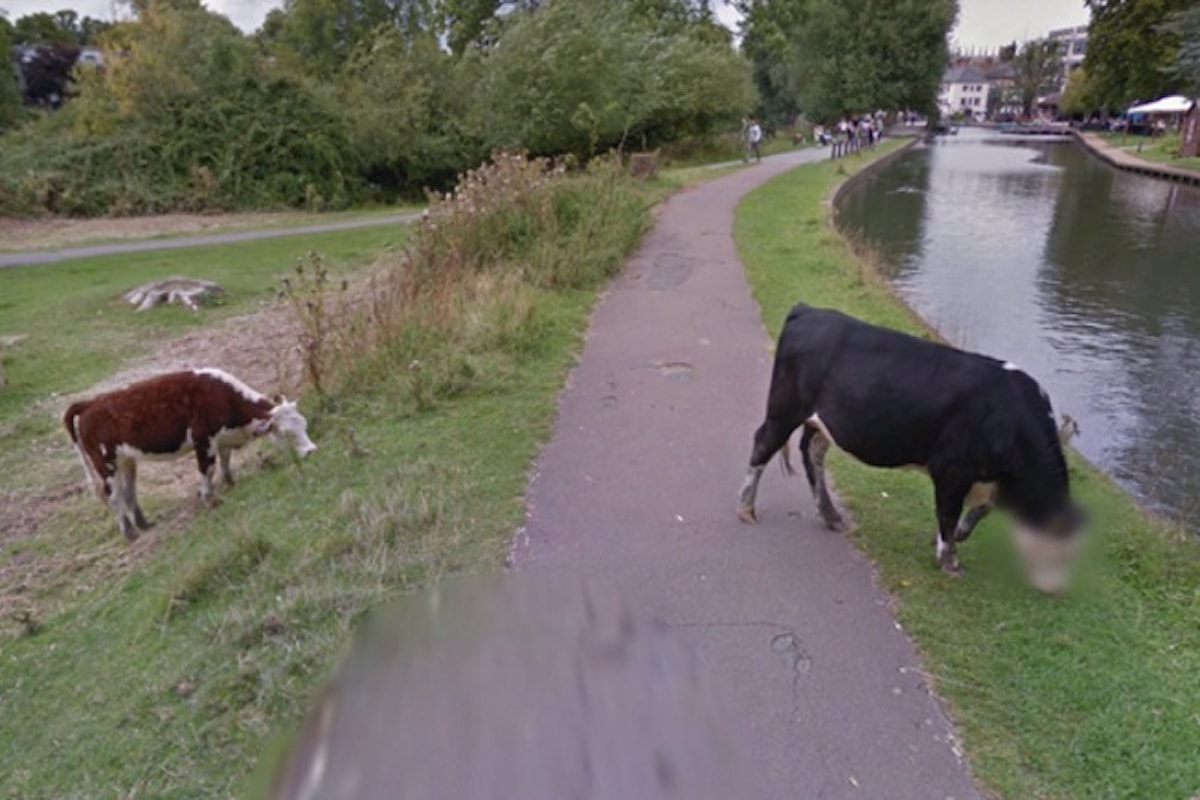 Google Street View protegge l'anonimato di tutti... anche delle mucche