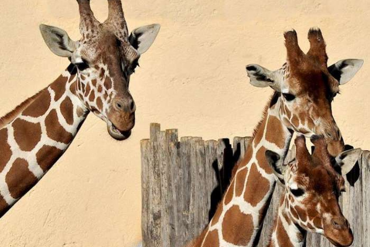 Al Bioparco di Roma, il 18 giugno sarà una domenica con le giraffe