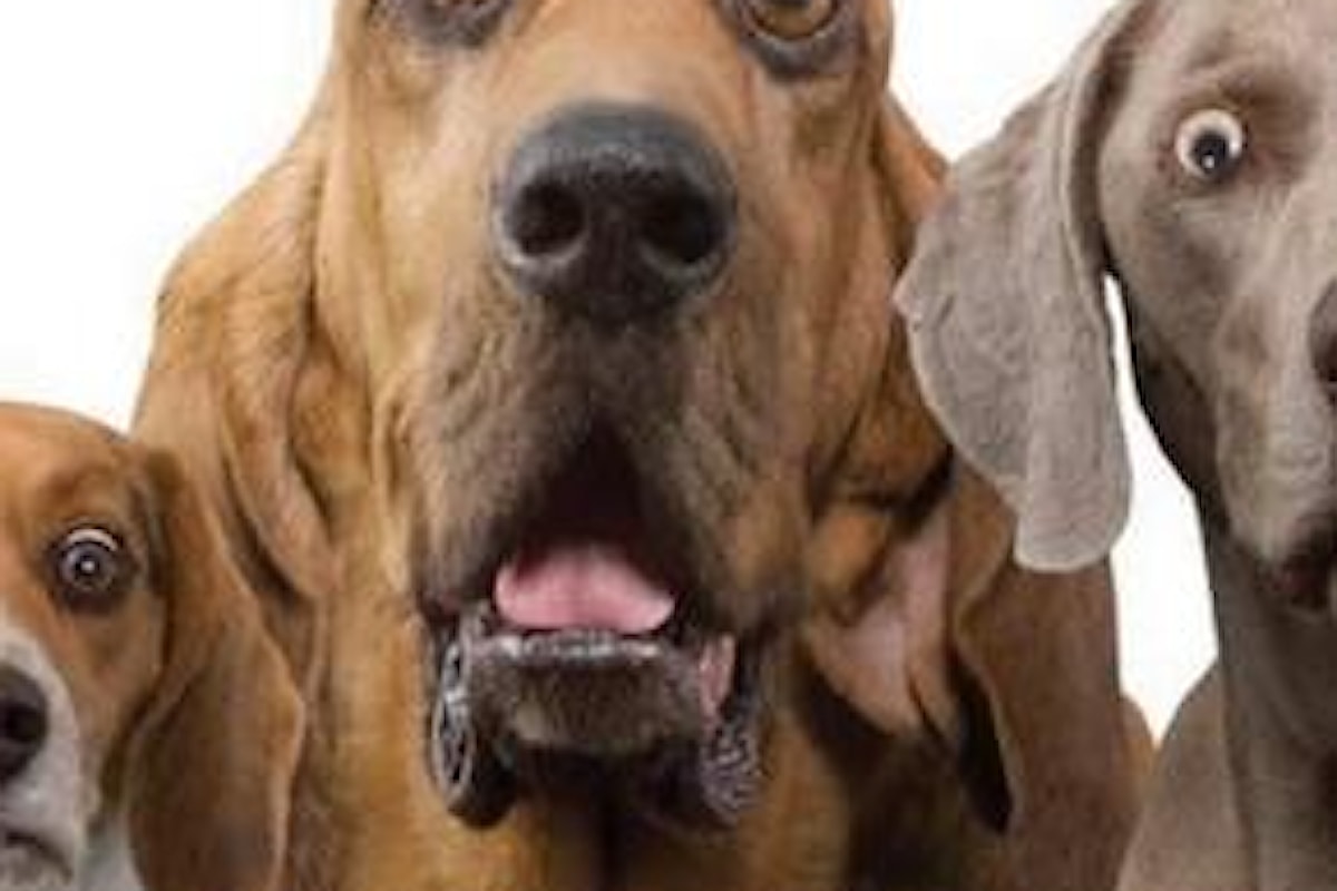 Cani: ecco le nuove regole del Ministero della Salute per tutti i possessori di cani