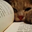 tittiilgatto